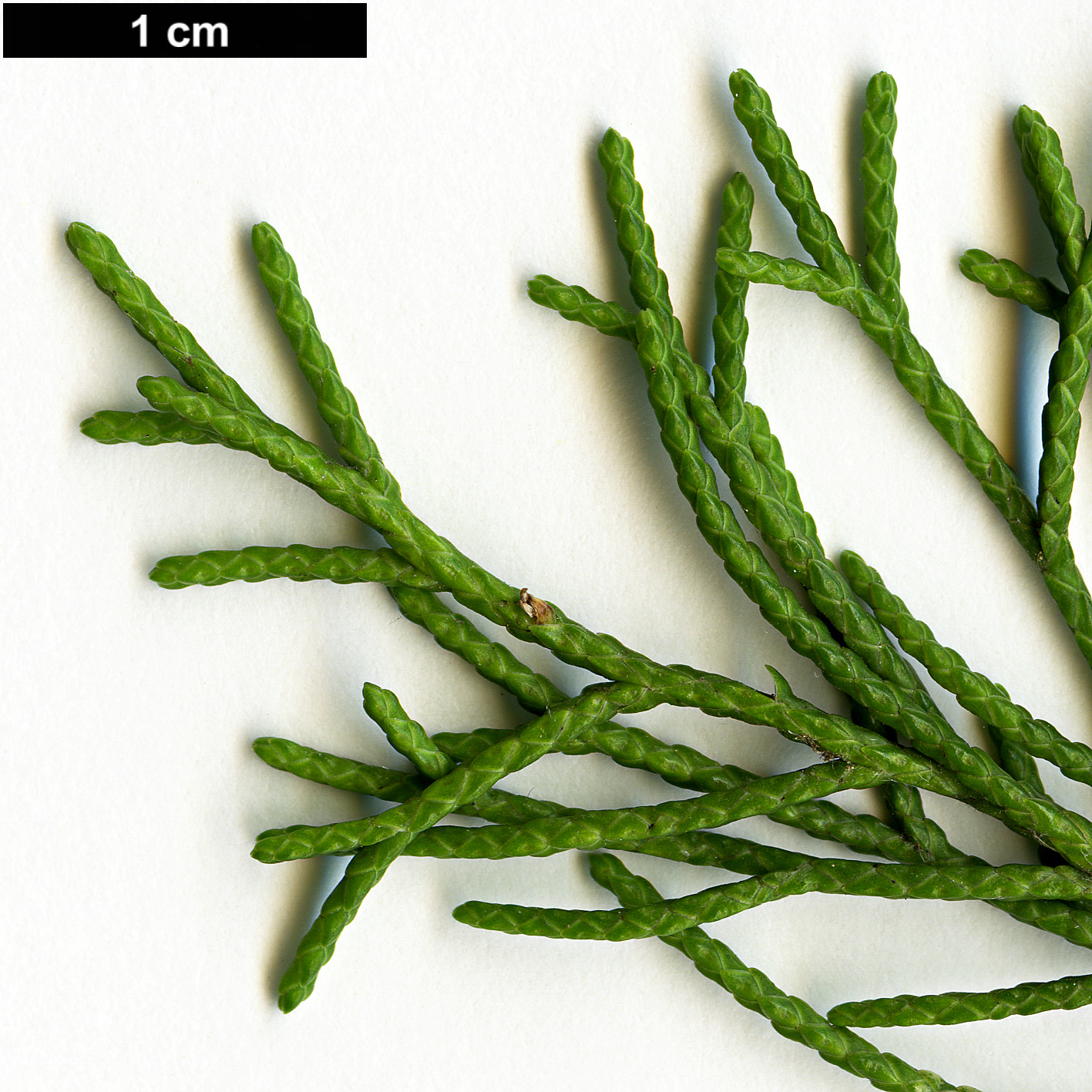 High resolution image: Family: Cupressaceae - Genus: Juniperus - Taxon: virginiana